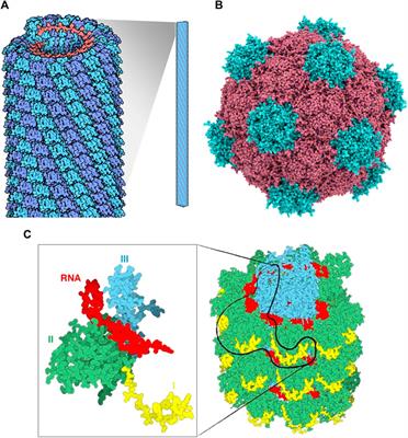 Plant Virus Nanoparticles for Anti-cancer Therapy